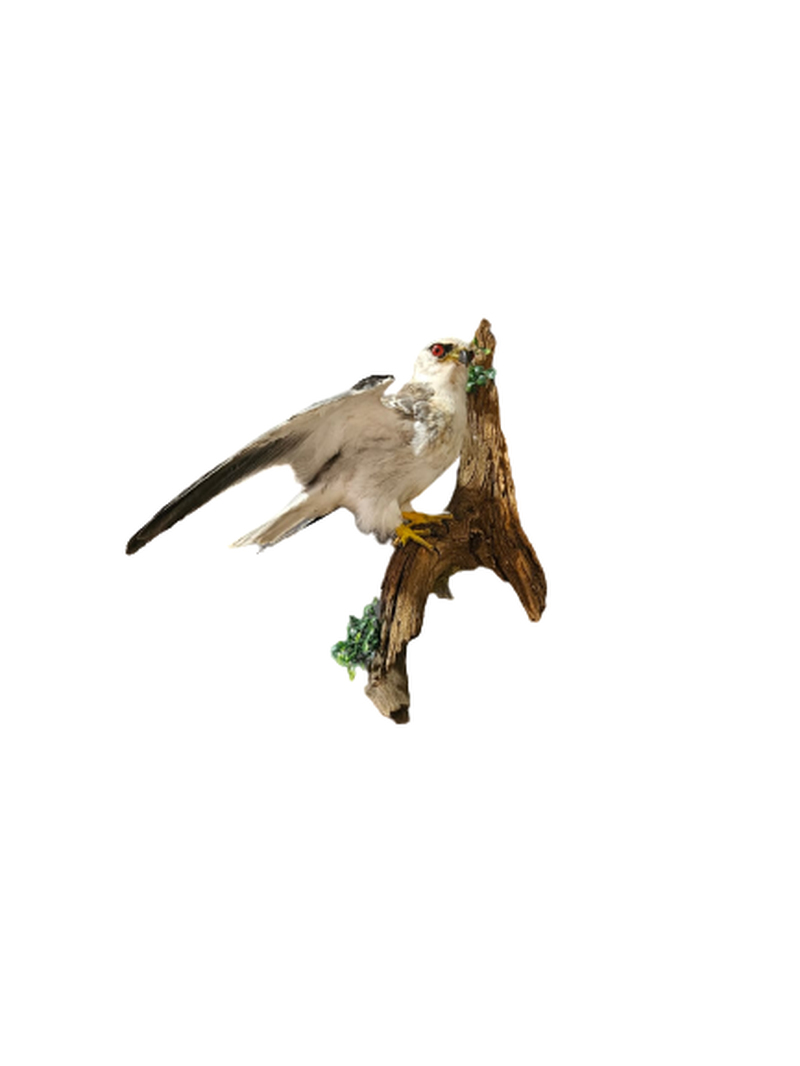 Black Shouldered Kite - Image 2