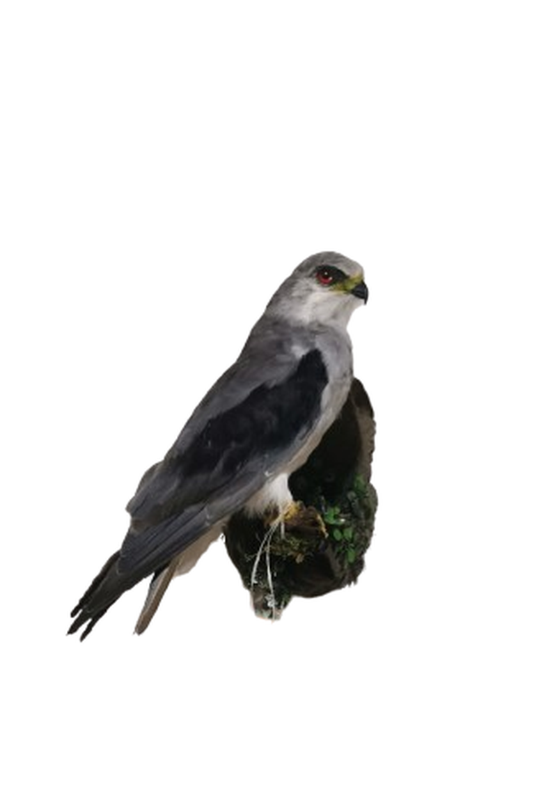 Black Shouldered Kite - Image 2