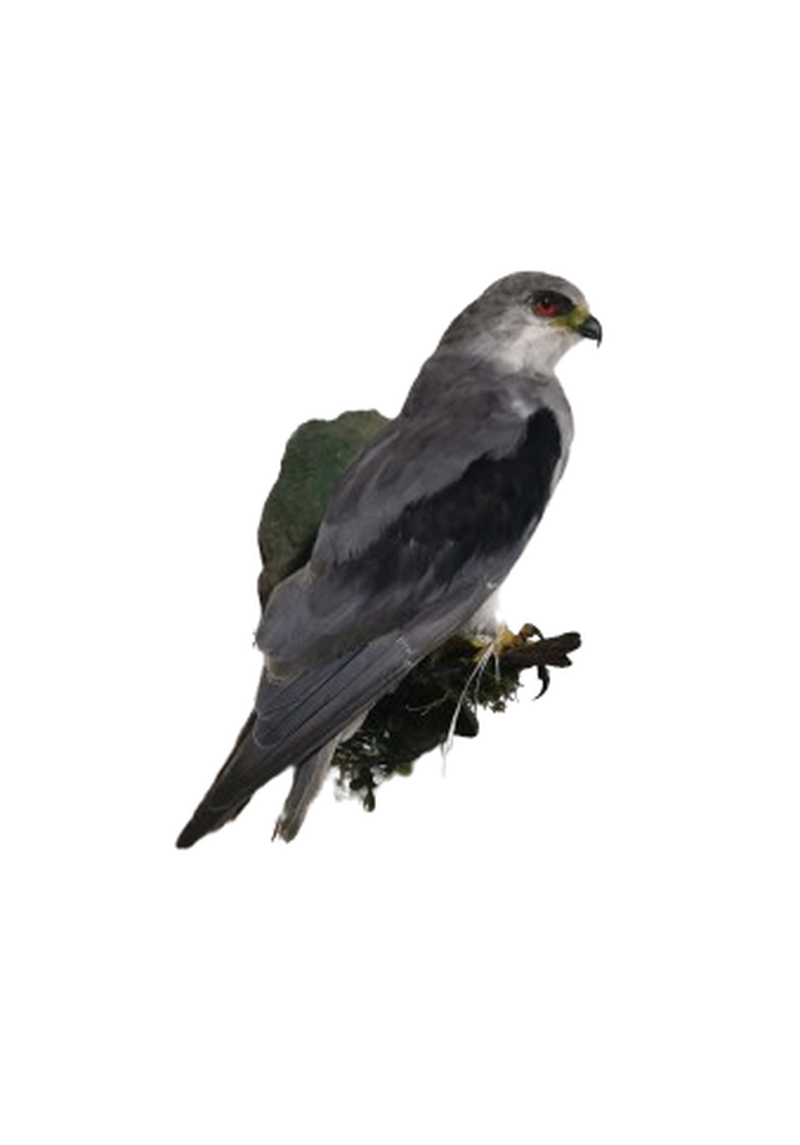 Black Shouldered Kite - Image 3