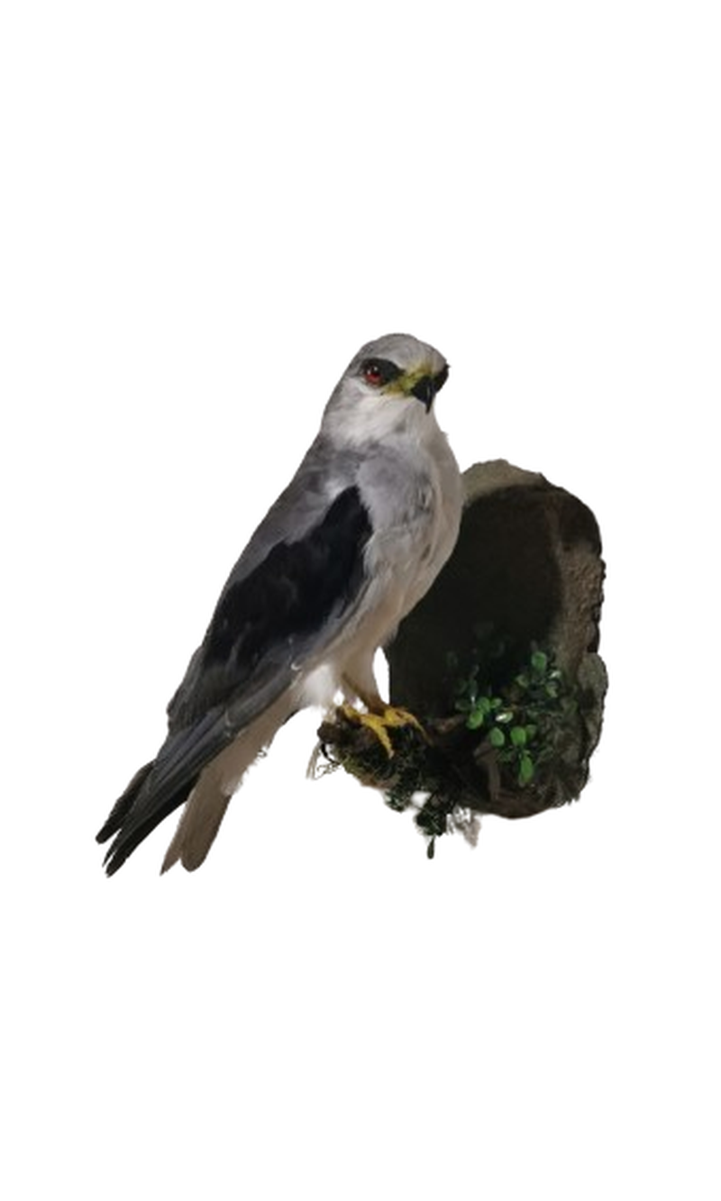 Black Shouldered Kite