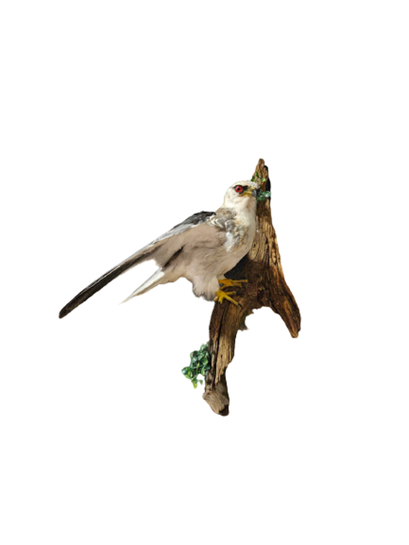 Black Shouldered Kite