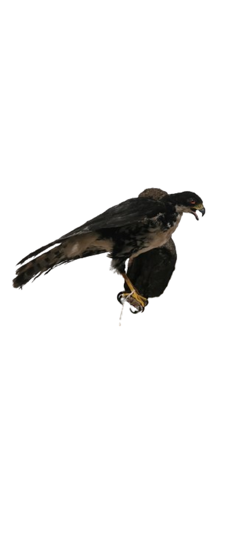 Black Sparrow Hawk - Image 2