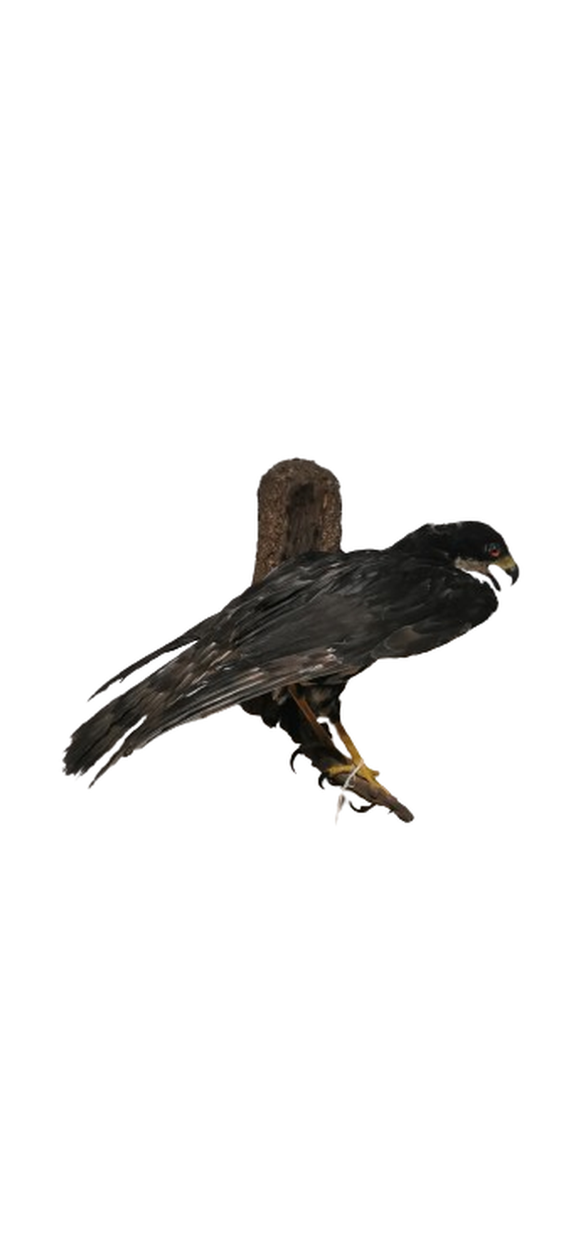 Black Sparrow Hawk - Image 3