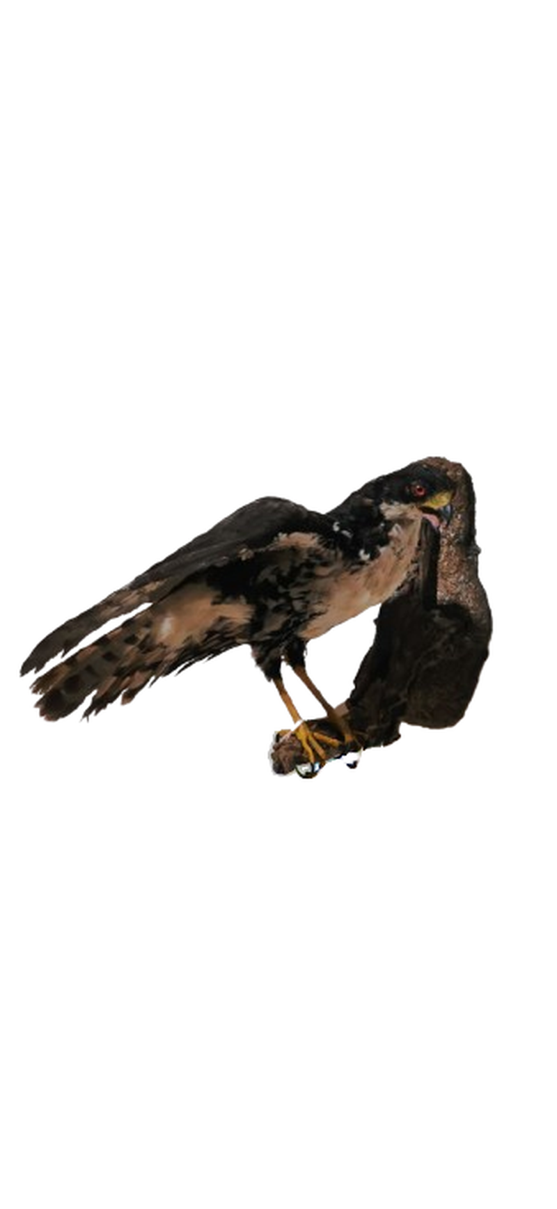 Black Sparrow Hawk