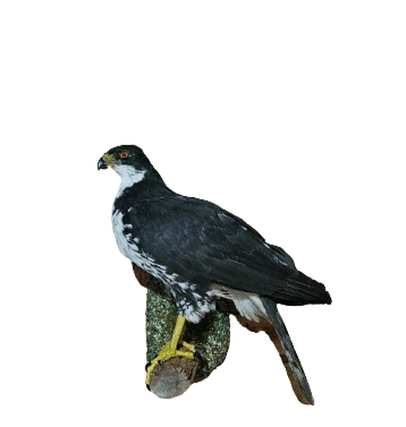 Black SparrowHawk - Image 2