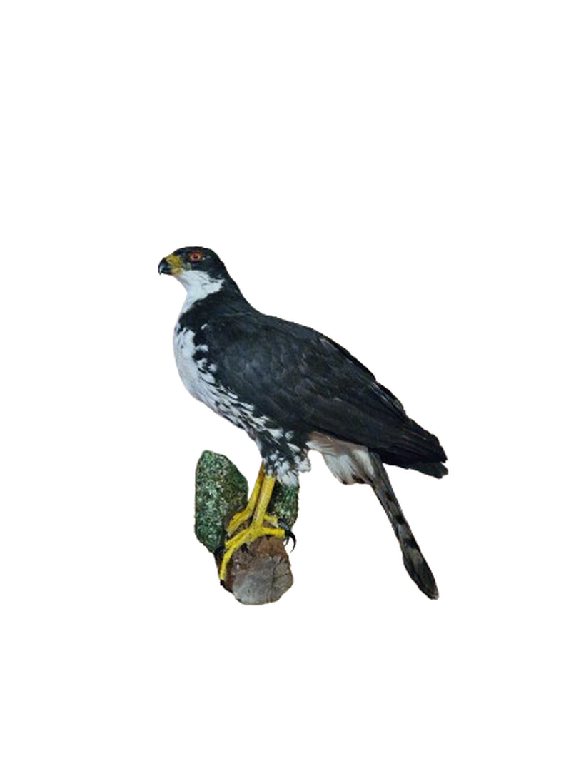 Black SparrowHawk
