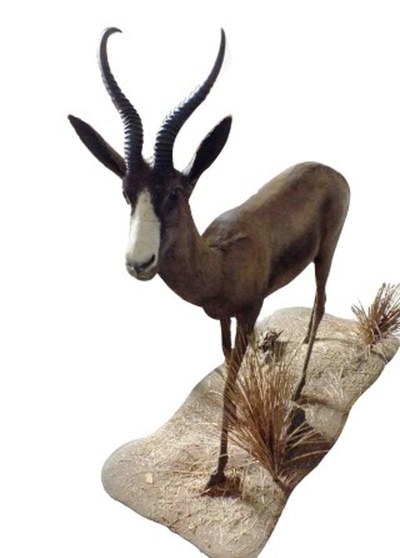 Black Springbok Full Mount BSFM1 - Image 2