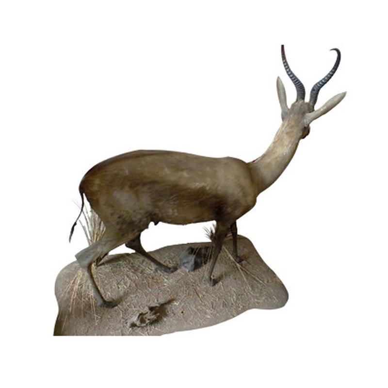 Black Springbok Full Mount BSFM1 - Image 3