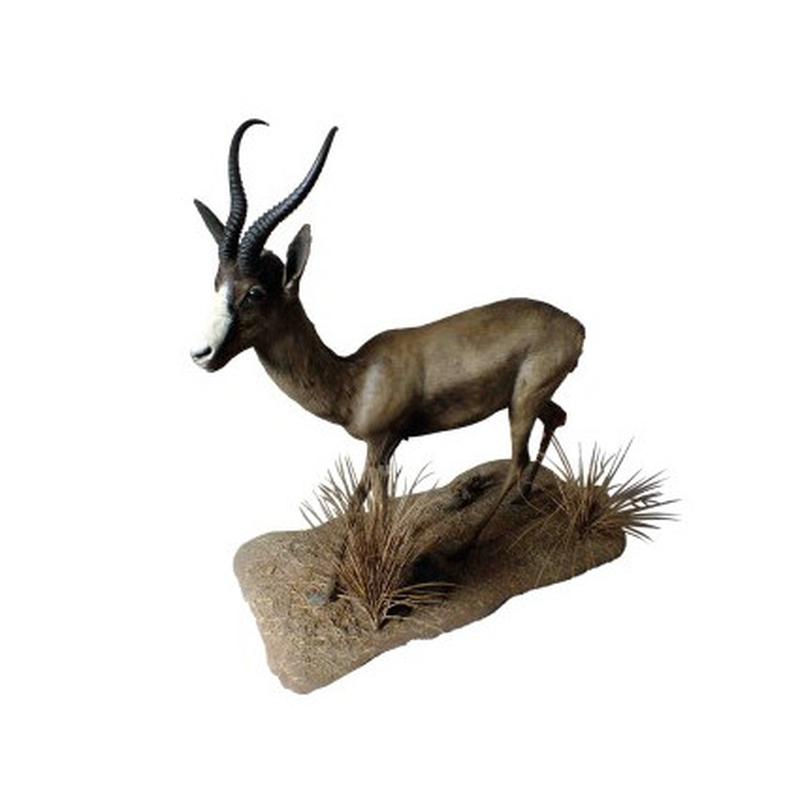 Black Springbok Full Mount BSFM1