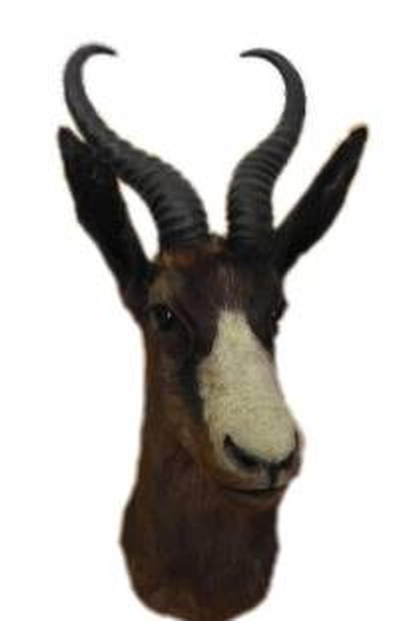 Black Springbok Shoulder Mount - BSSM 02