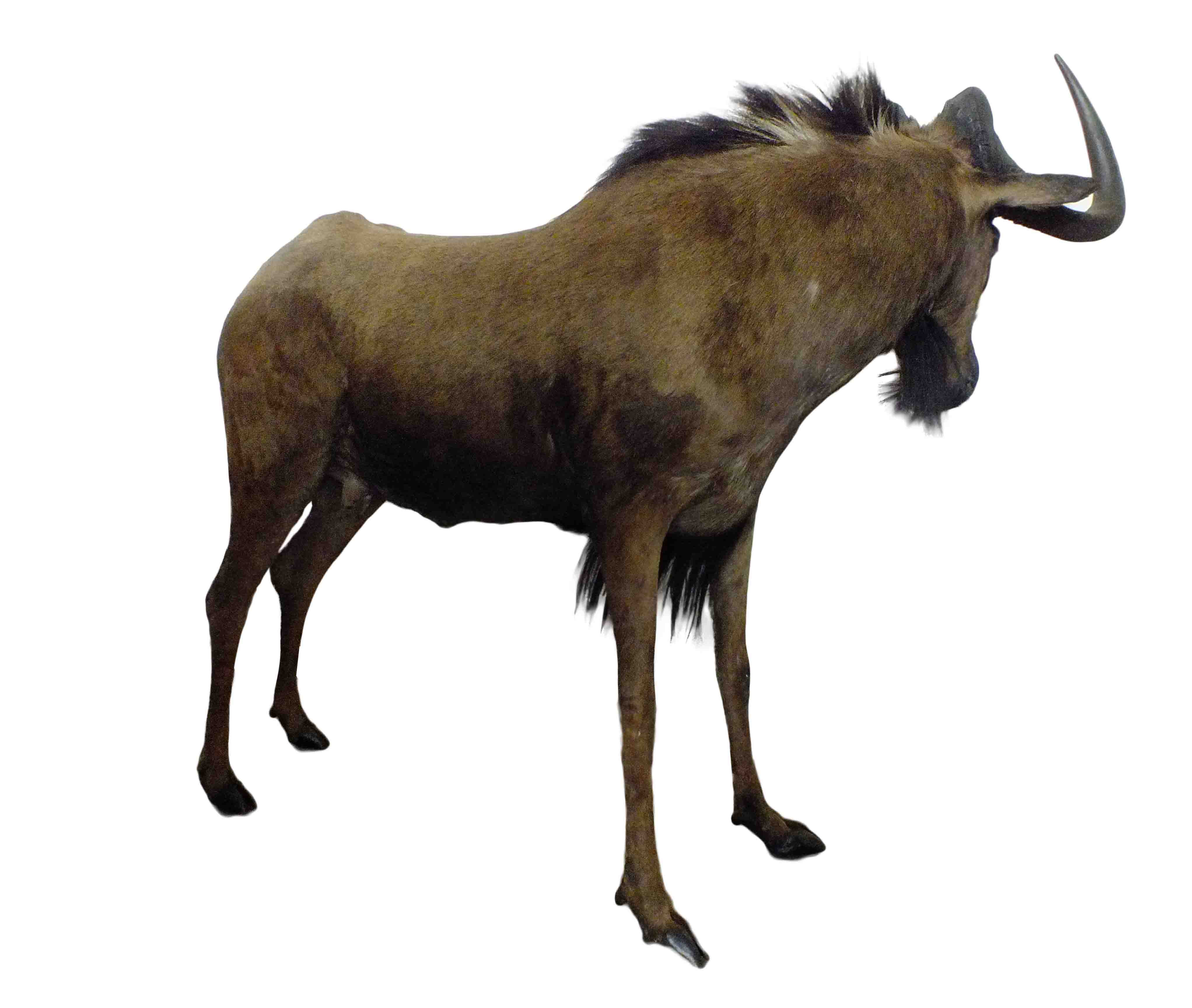 Black Wildebeest Full Mount - S - Image 2