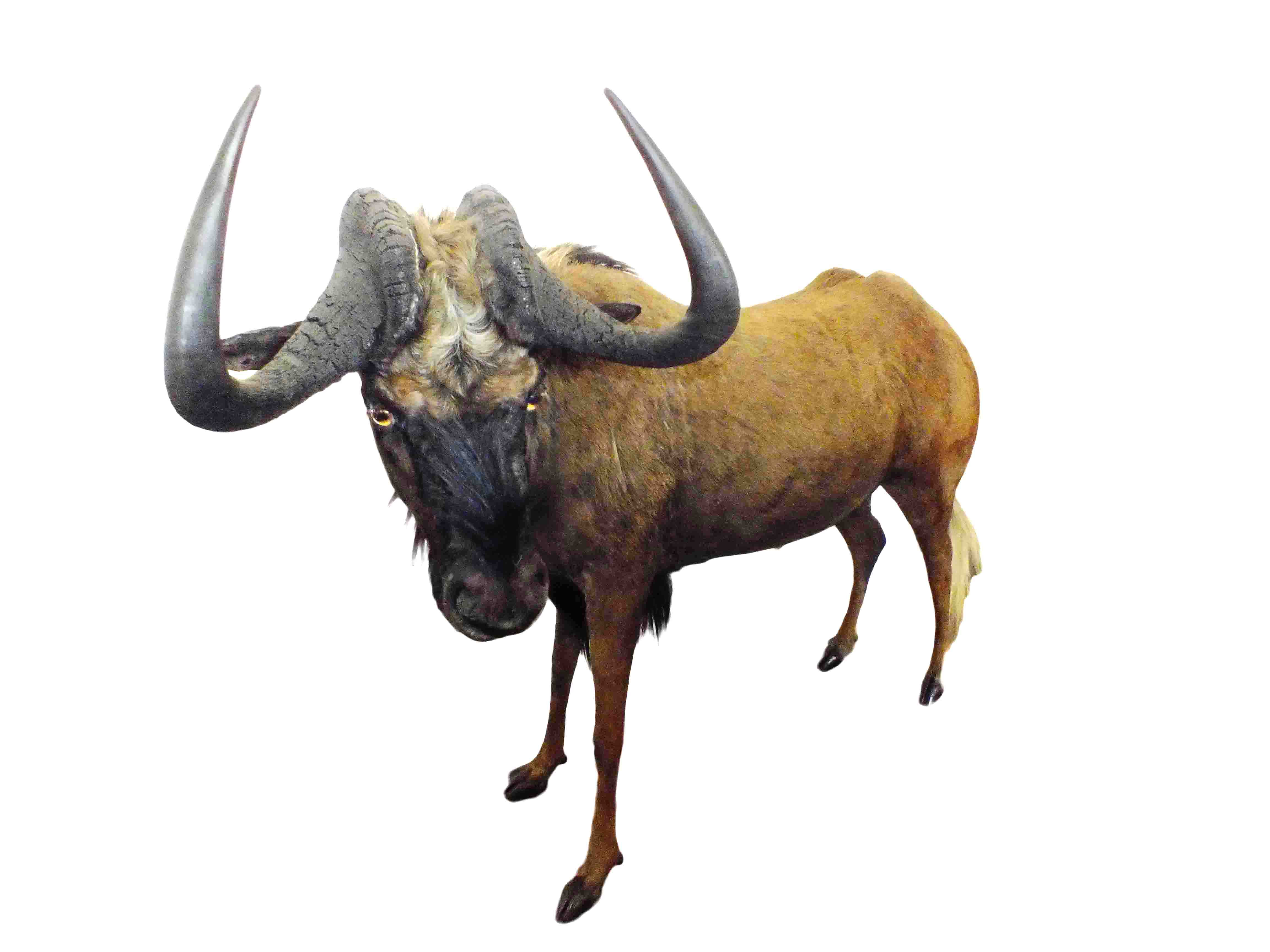 Black Wildebeest Full Mount - S - Image 3
