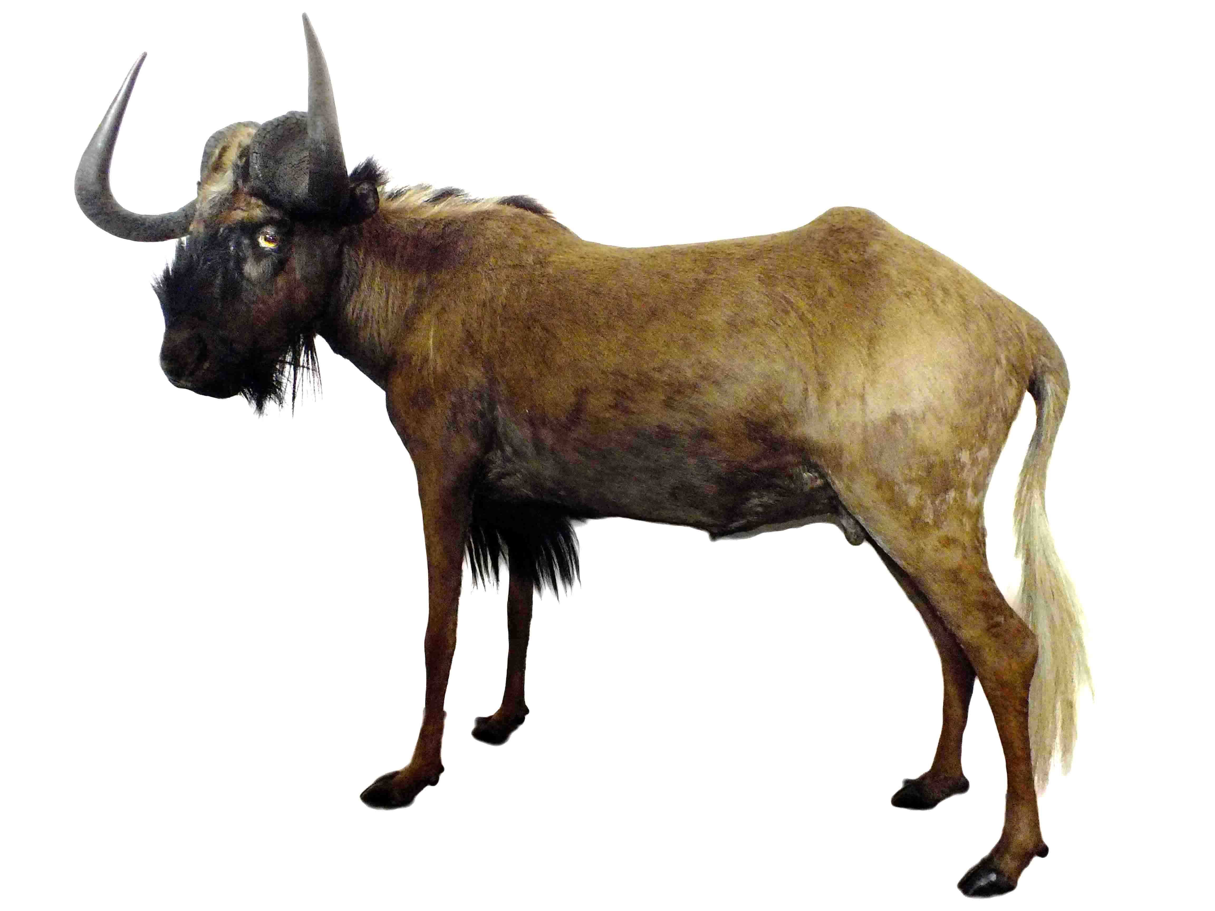 Black Wildebeest Full Mount - S - Image 4