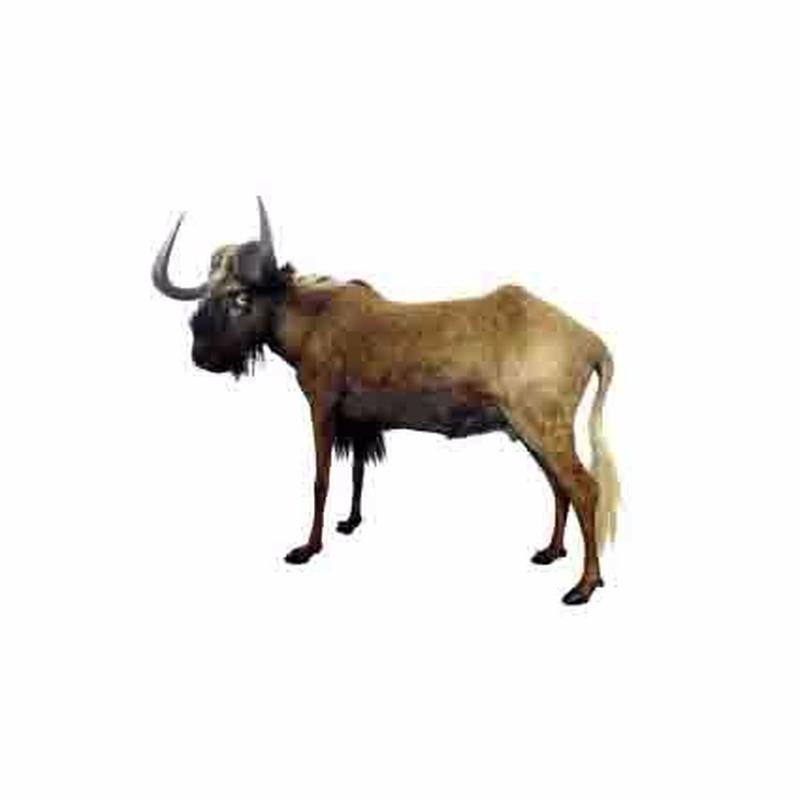 Black Wildebeest Full Mount - S