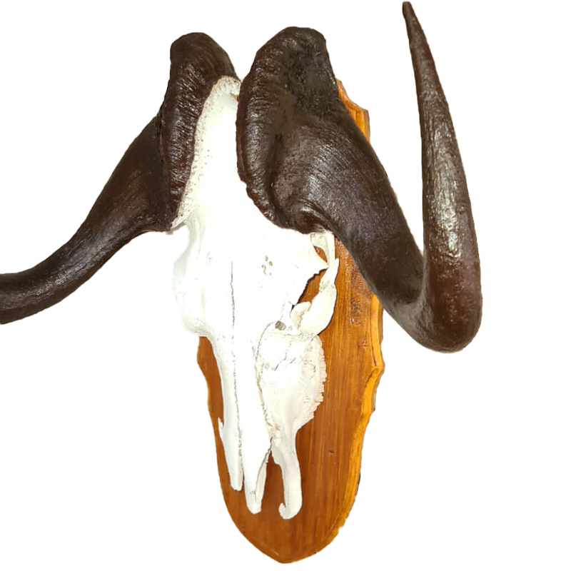 Black Wildebeest Skull Mount - BWSM 101 - Image 2