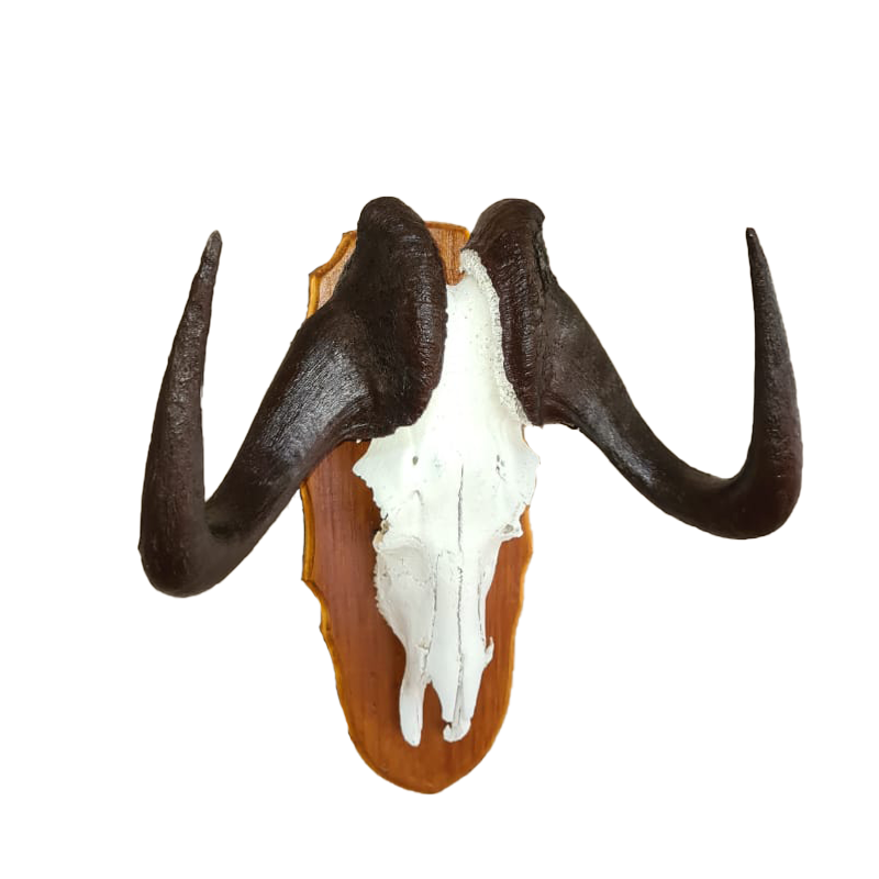 Black Wildebeest Skull Mount - BWSM 101