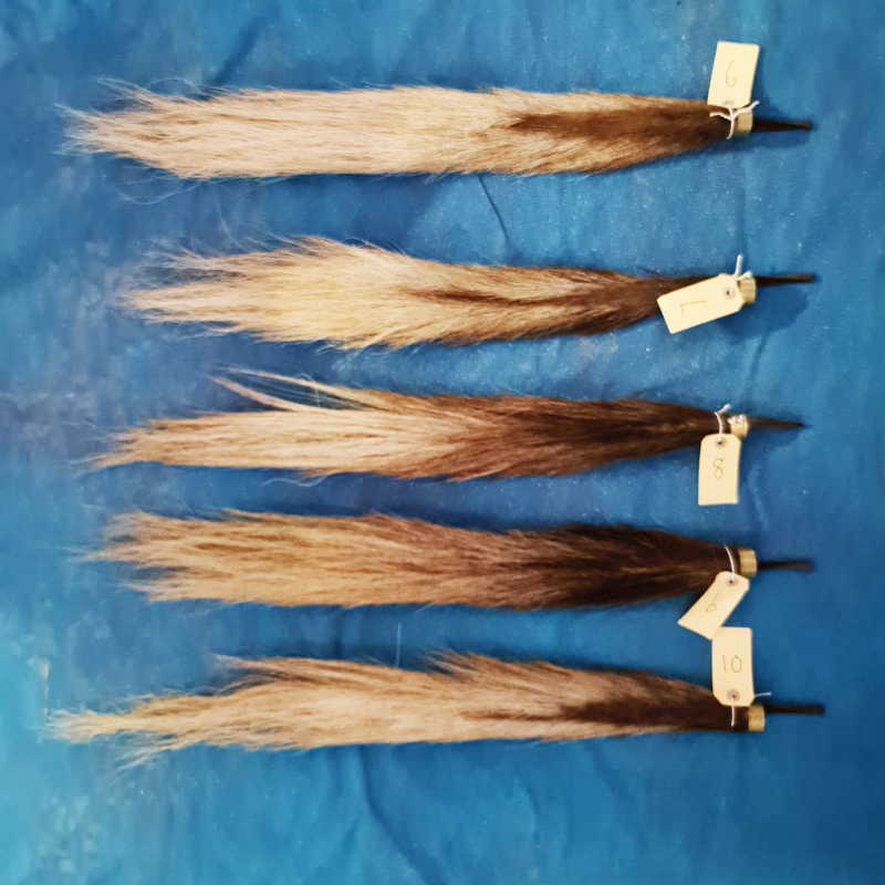 Black Wildebeest Tail - BLWT 100 - Image 2