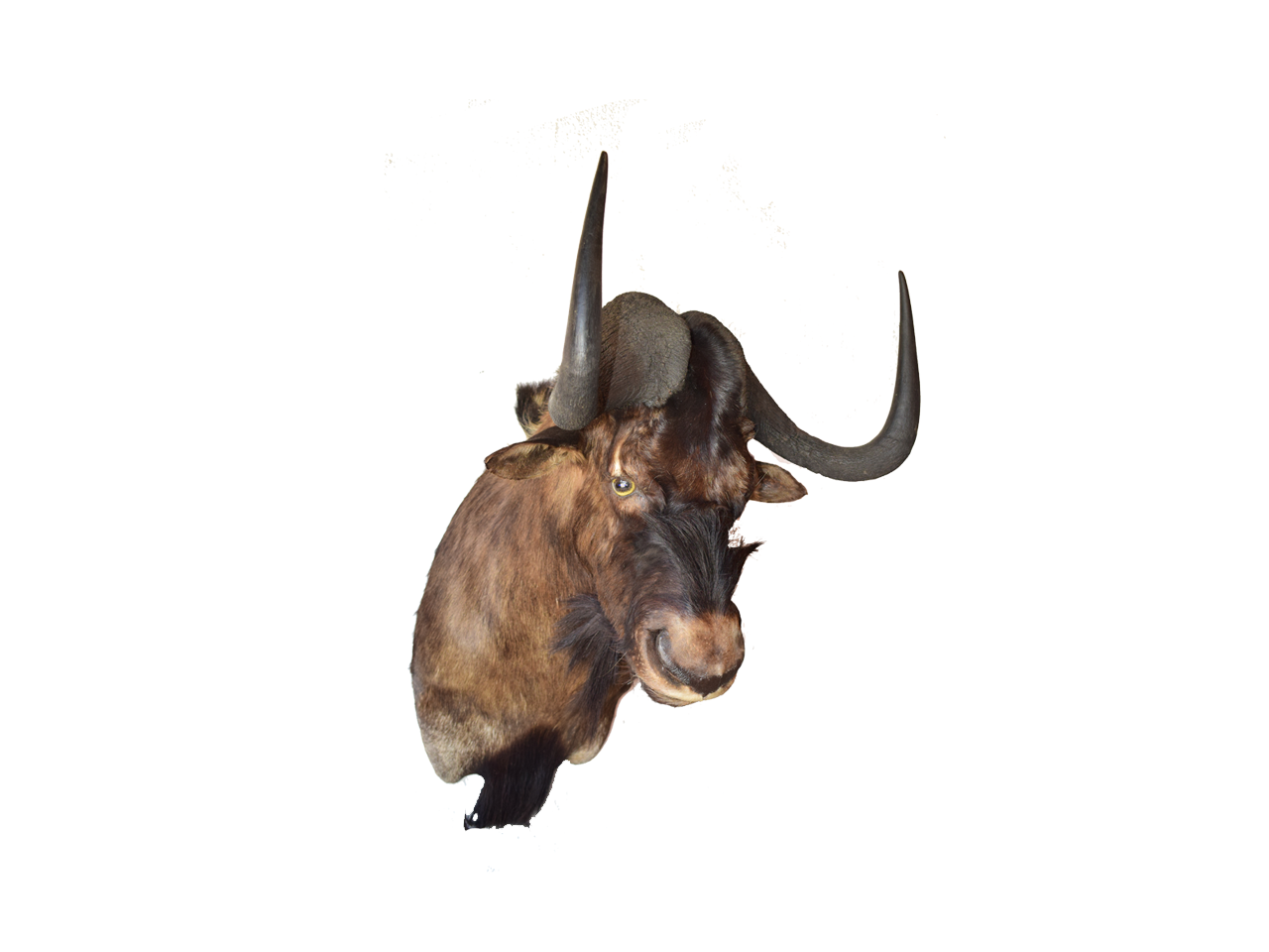 Black Wilderbeast Mount - BWB01 - Image 2
