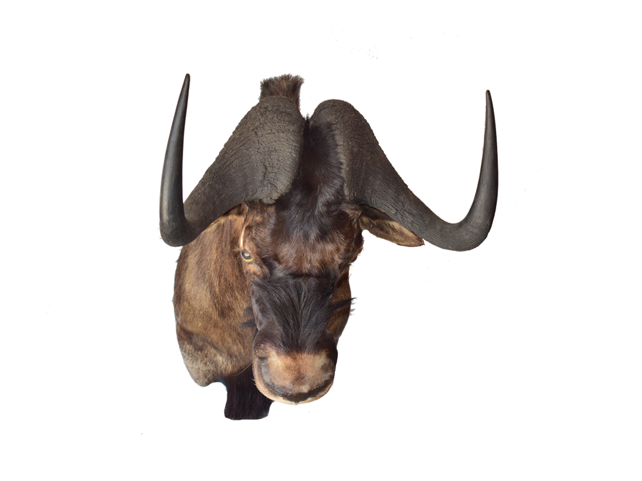 Black Wilderbeast Mount - BWB01