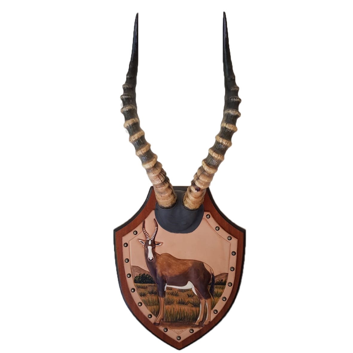 BLESBOK HORNS MOUNT BHM2