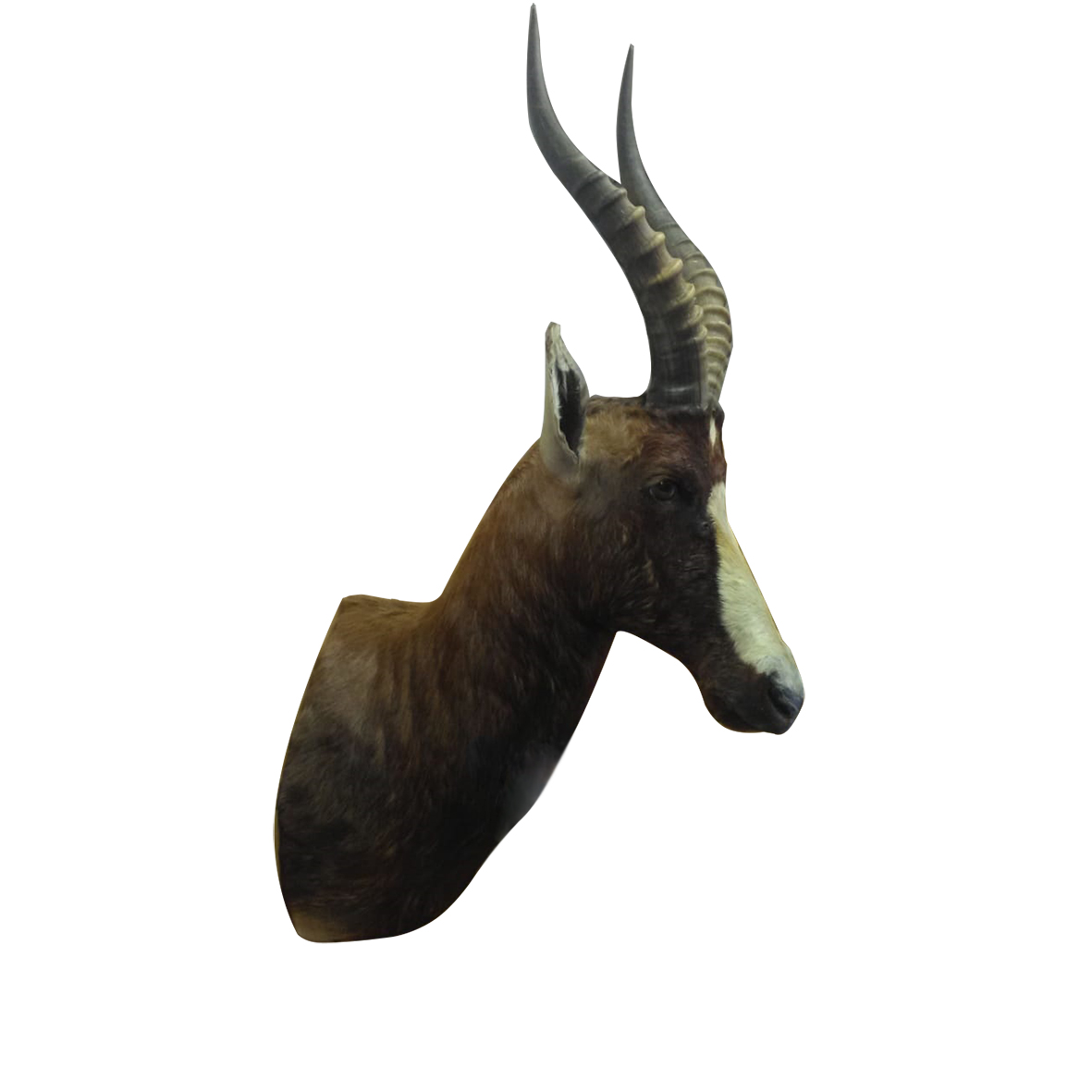 BLESBOK SHOULDER MOUNT BBSM4A - Image 2