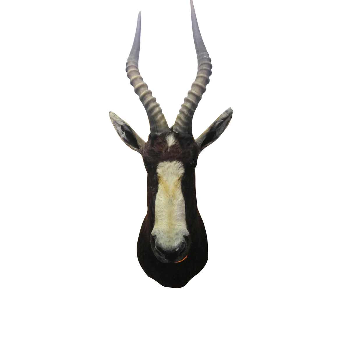 BLESBOK SHOULDER MOUNT BBSM4A