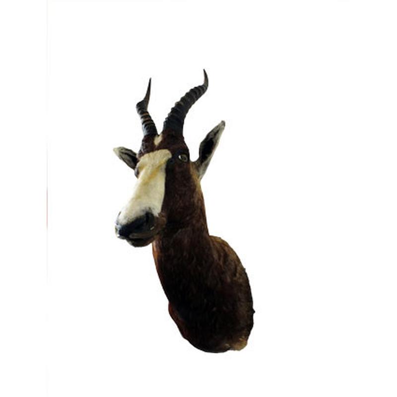 Blesbok Shoulder Mount BSM1 - Image 2