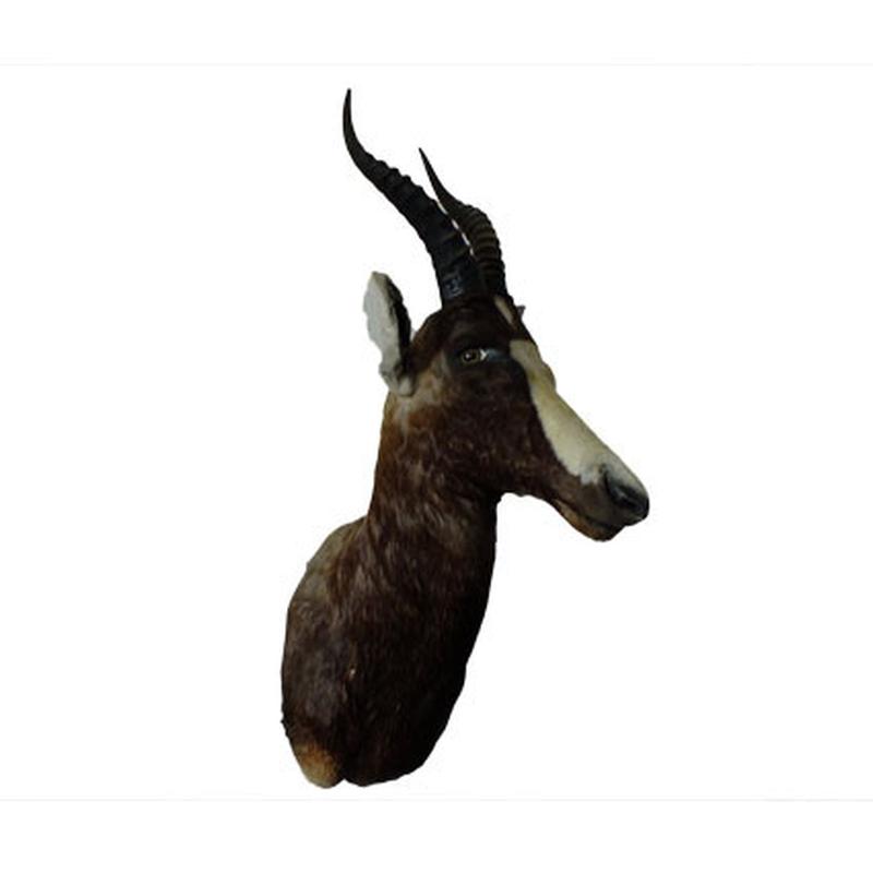 Blesbok Shoulder Mount BSM1 - Image 3