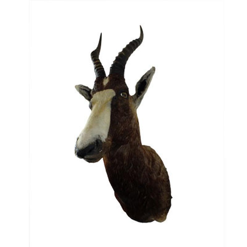 Blesbok Shoulder Mount BSM1 - Image 4