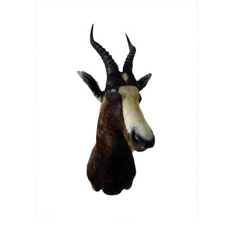Blesbok Shoulder Mount BSM1 - Image 5