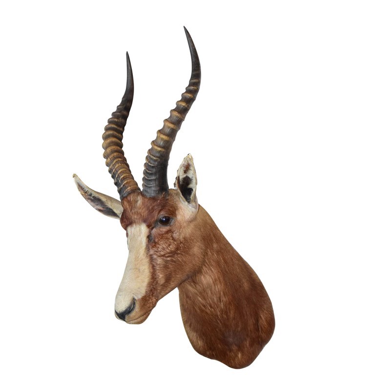 Blesbok Shoulder Mount BSM116 - Image 2