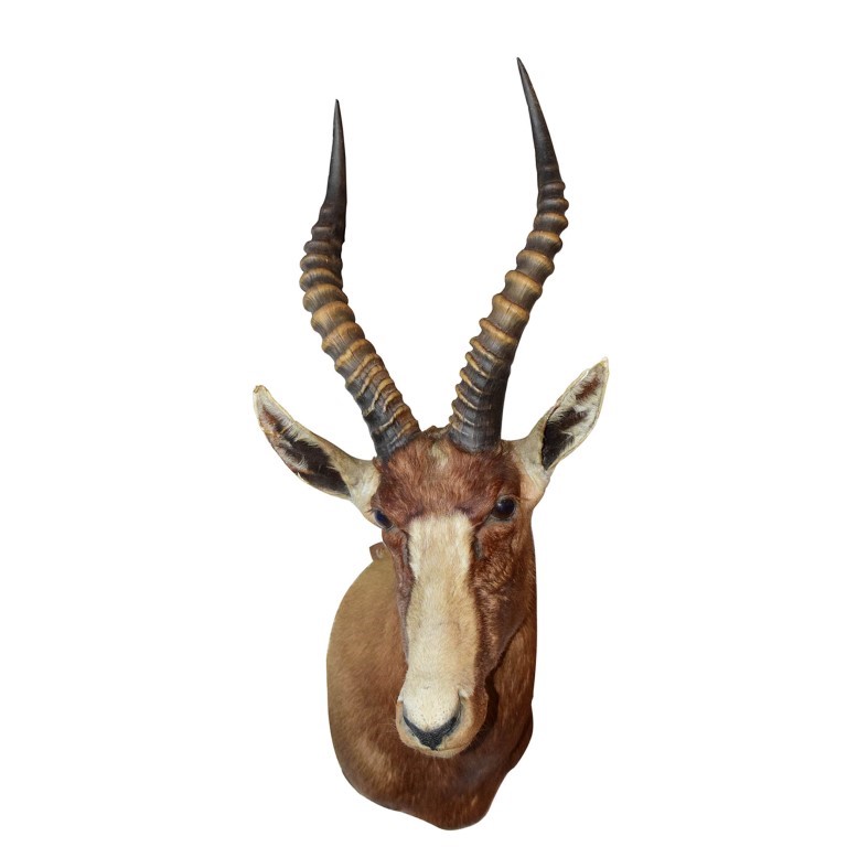 Blesbok Shoulder Mount BSM116