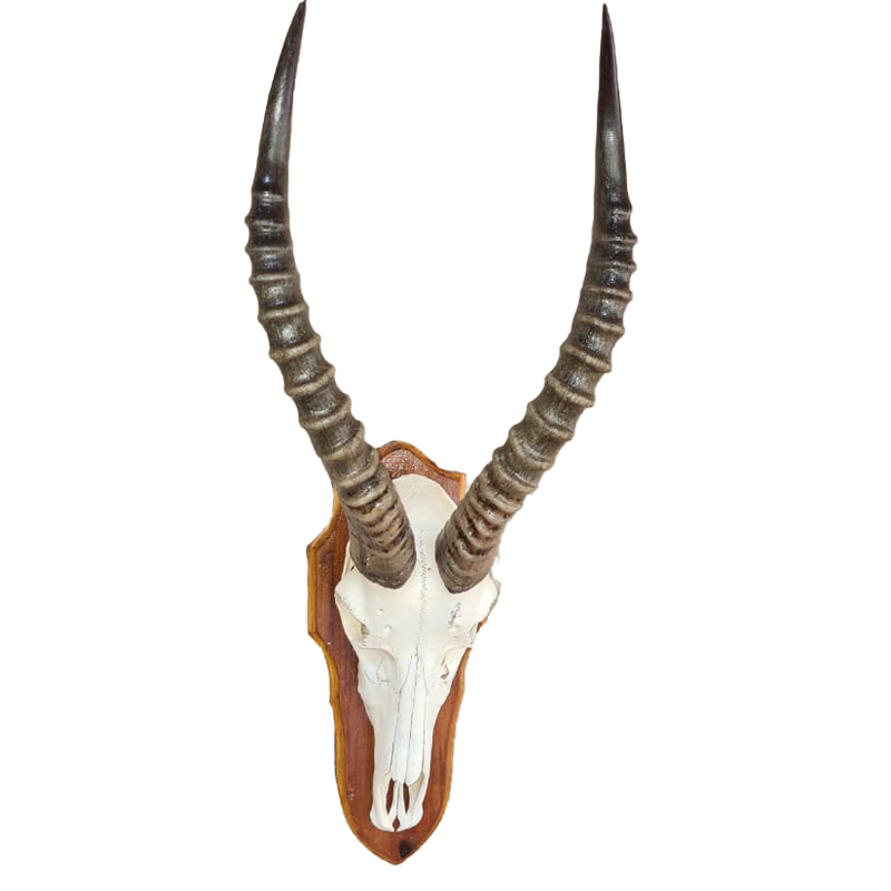 Blesbok Skull Mount - BBSM103 - Image 2