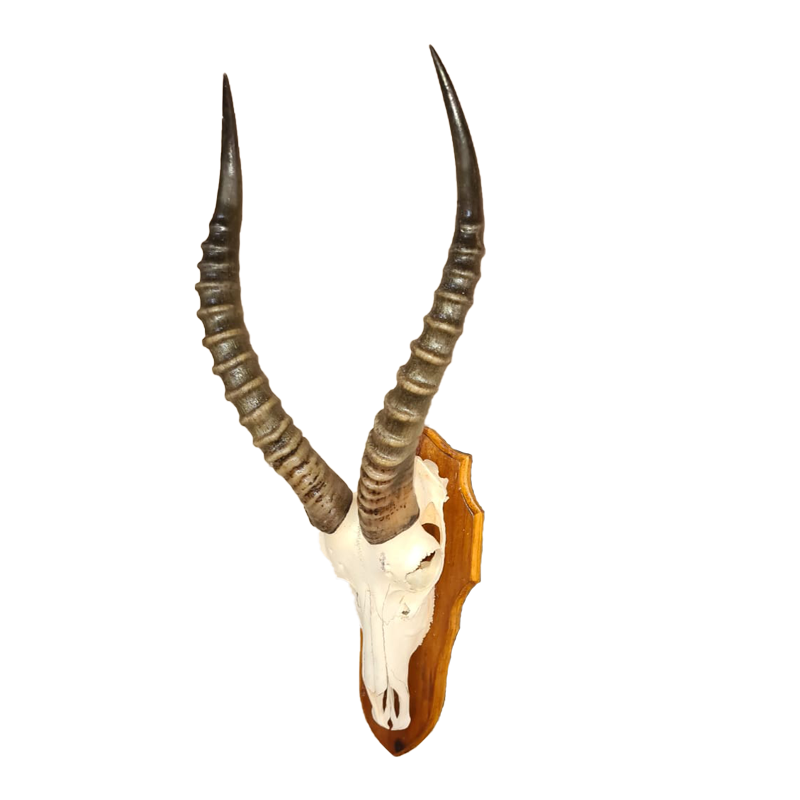 Blesbok Skull Mount - BBSM103 - Image 3