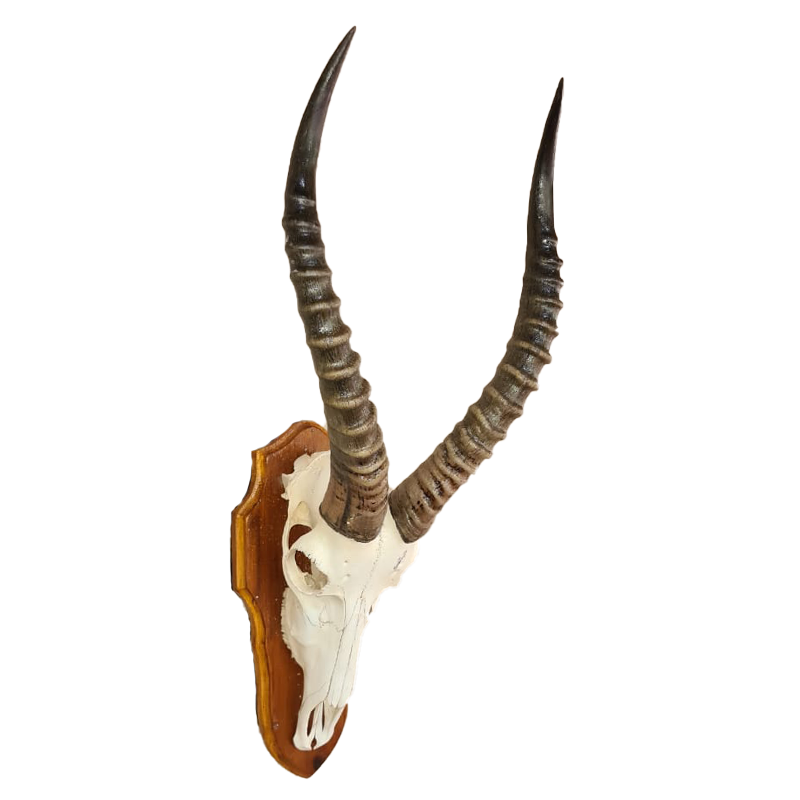 Blesbok Skull Mount - BBSM103