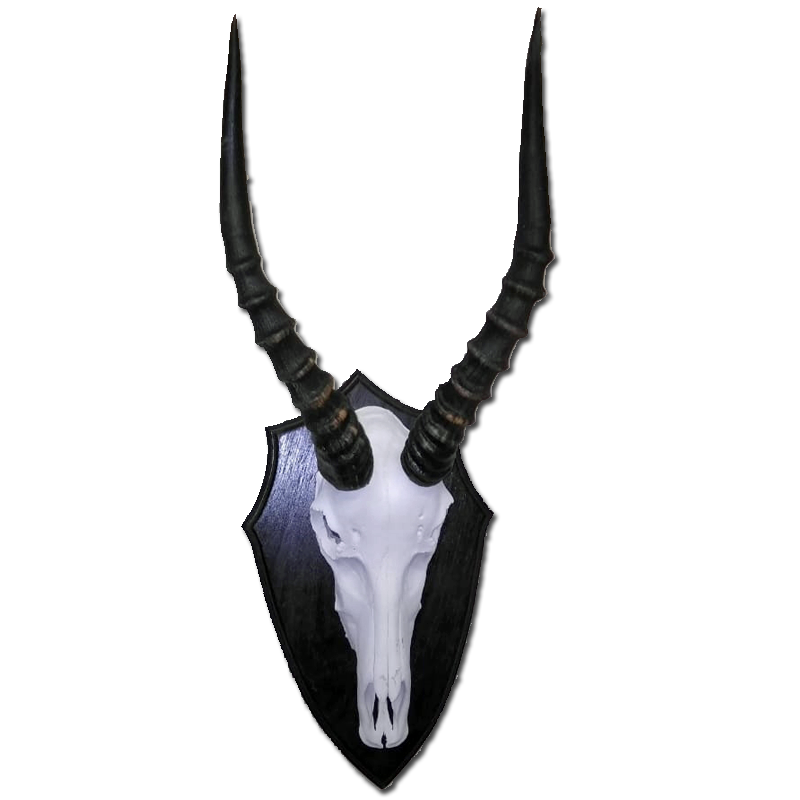Blesbok Skull - BS100 - Image 3