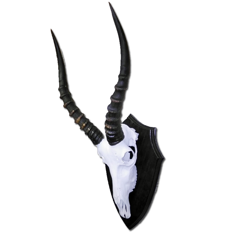 Blesbok Skull - BS100 - Image 4