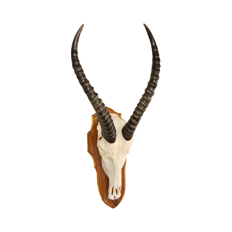 Blesbok Skull Mount - BBSM104 - Image 2