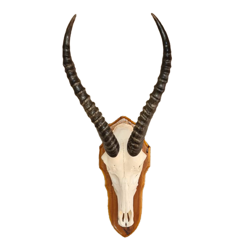 Blesbok Skull Mount - BBSM104