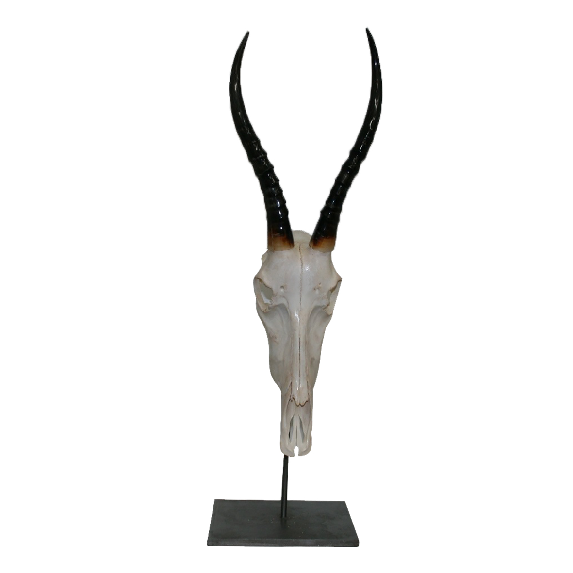 BLESBOK SKULL ON METAL BASE