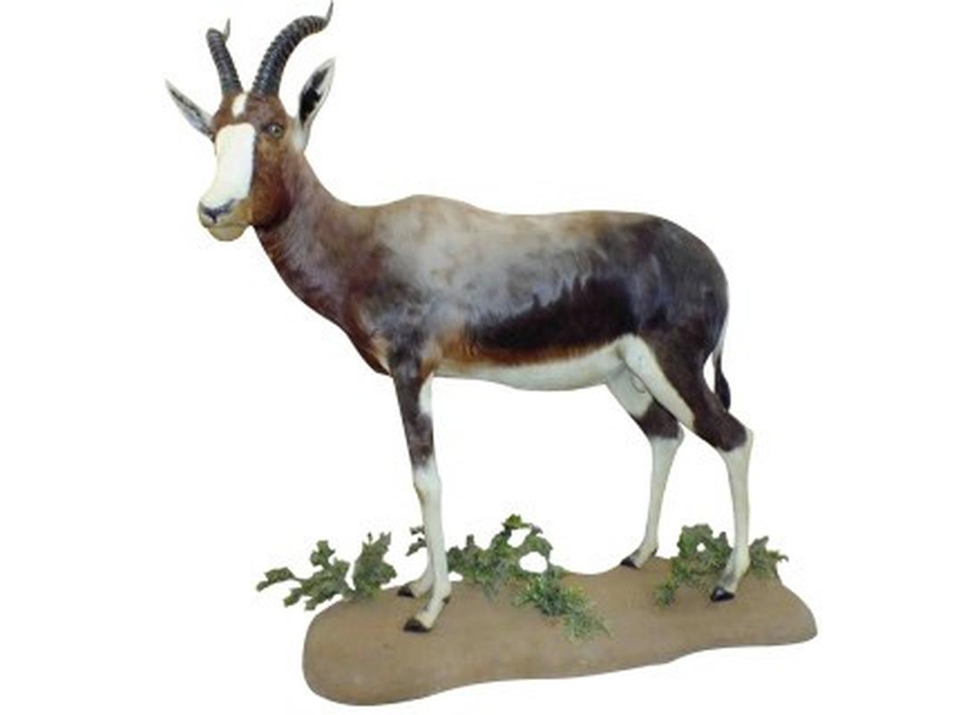 Blesbok Ull Mount On Base BUM1 - Image 2
