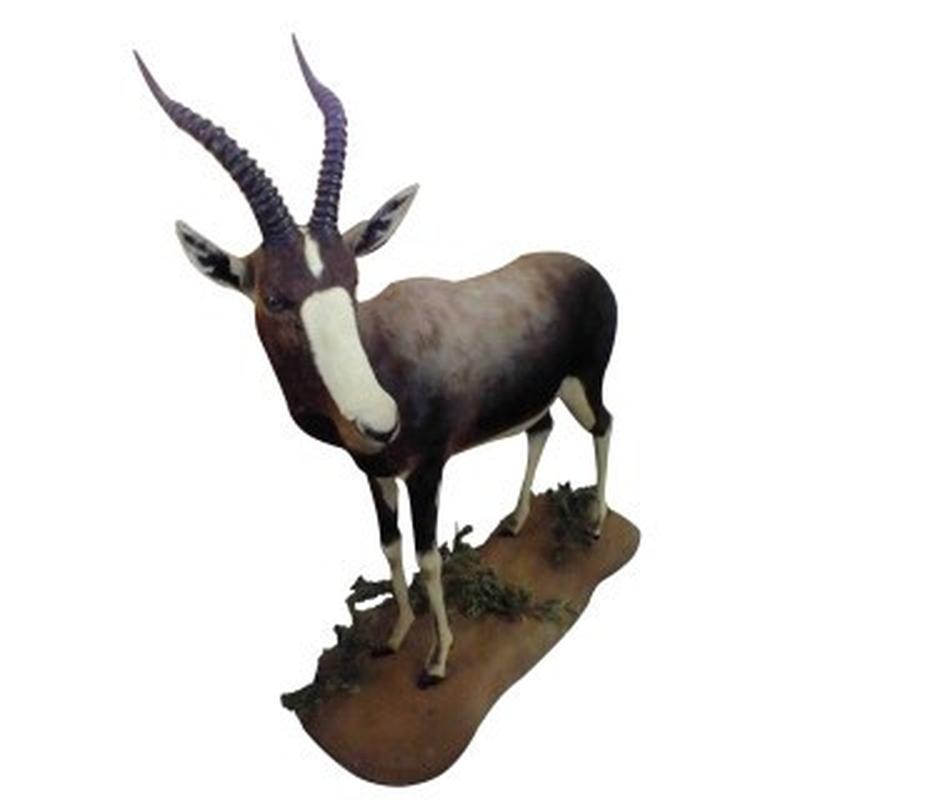 Blesbok Ull Mount On Base BUM1 - Image 3