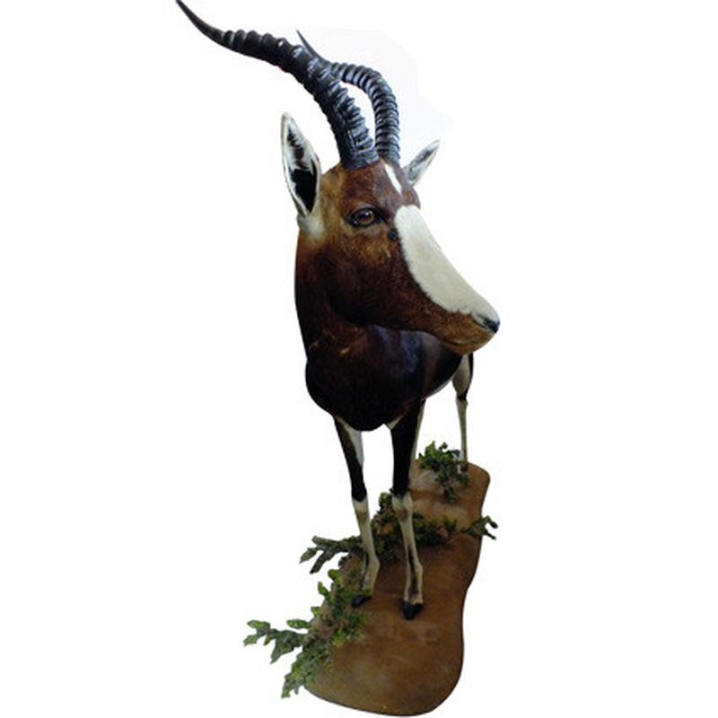 Blesbok Ull Mount On Base BUM1 - Image 5