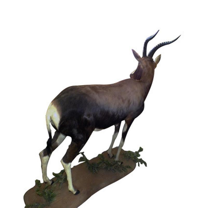 Blesbok Ull Mount On Base BUM1 - Image 6