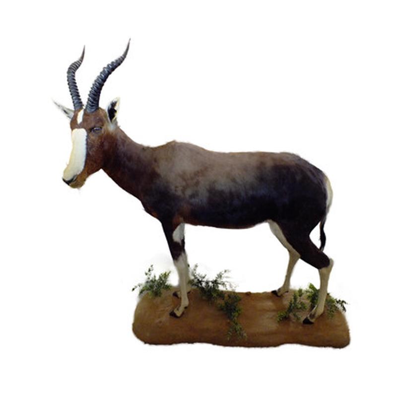 Blesbok Ull Mount On Base BUM1