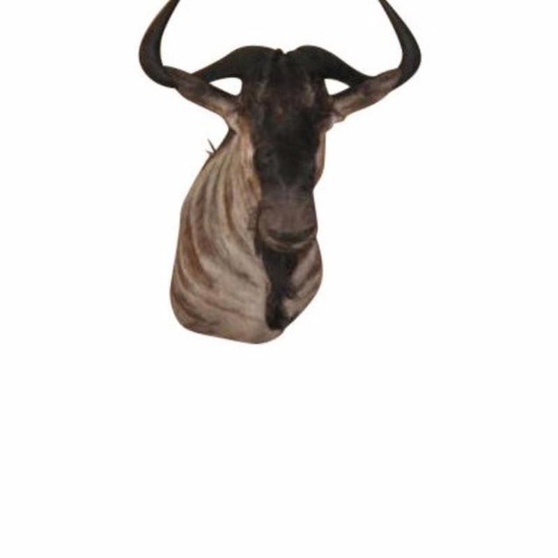 Blue Wildbeest Pedestal Mount - BWP1