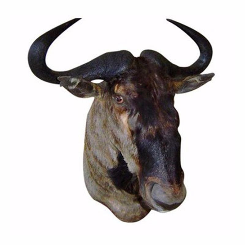 Blue Wildbeest Shoulder Mount - C1