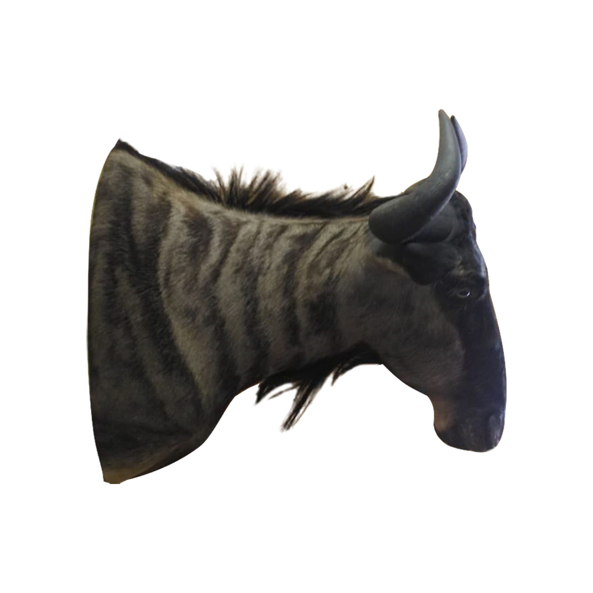 BLUE WILDEBEEST SHOULDER MOUNT BWSM15A - Image 3