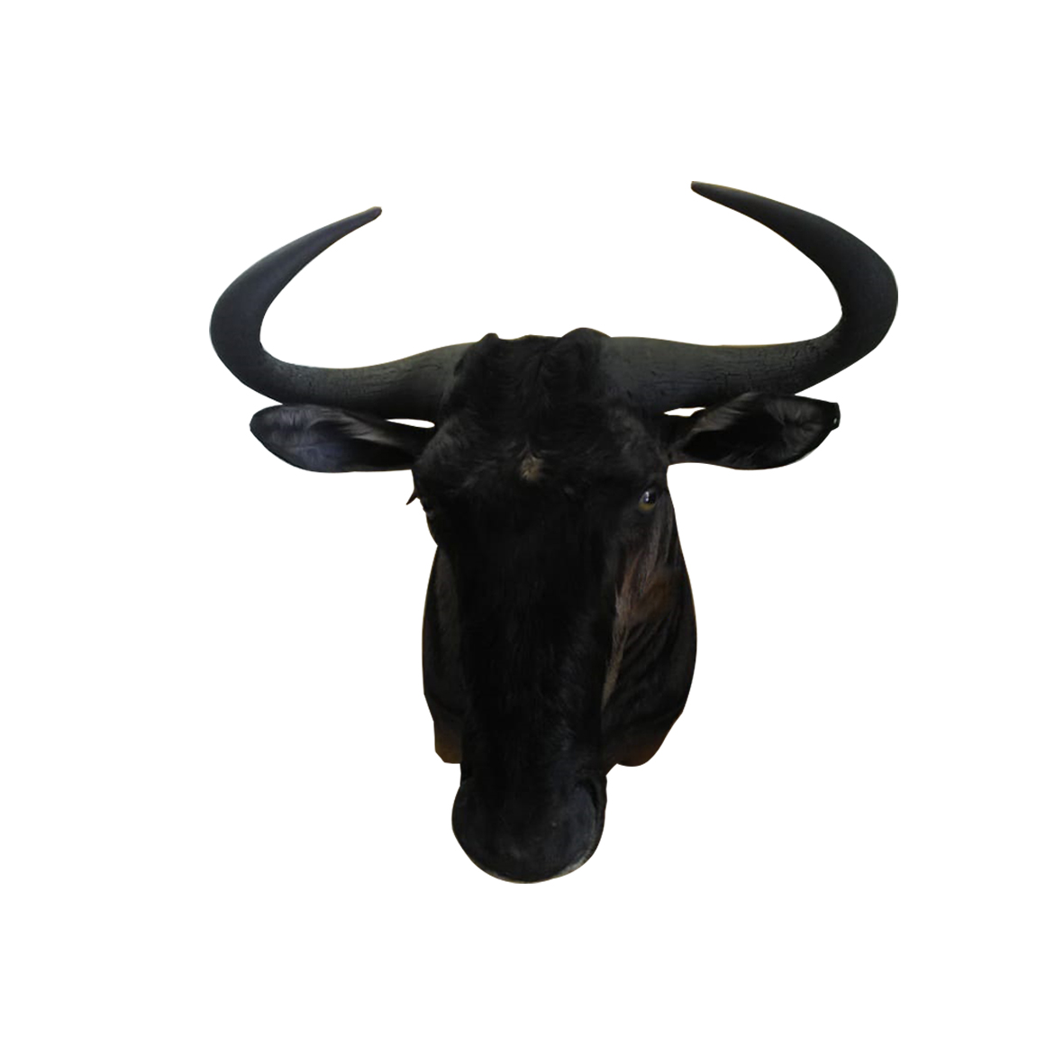 BLUE WILDEBEEST SHOULDER MOUNT BWSM15A