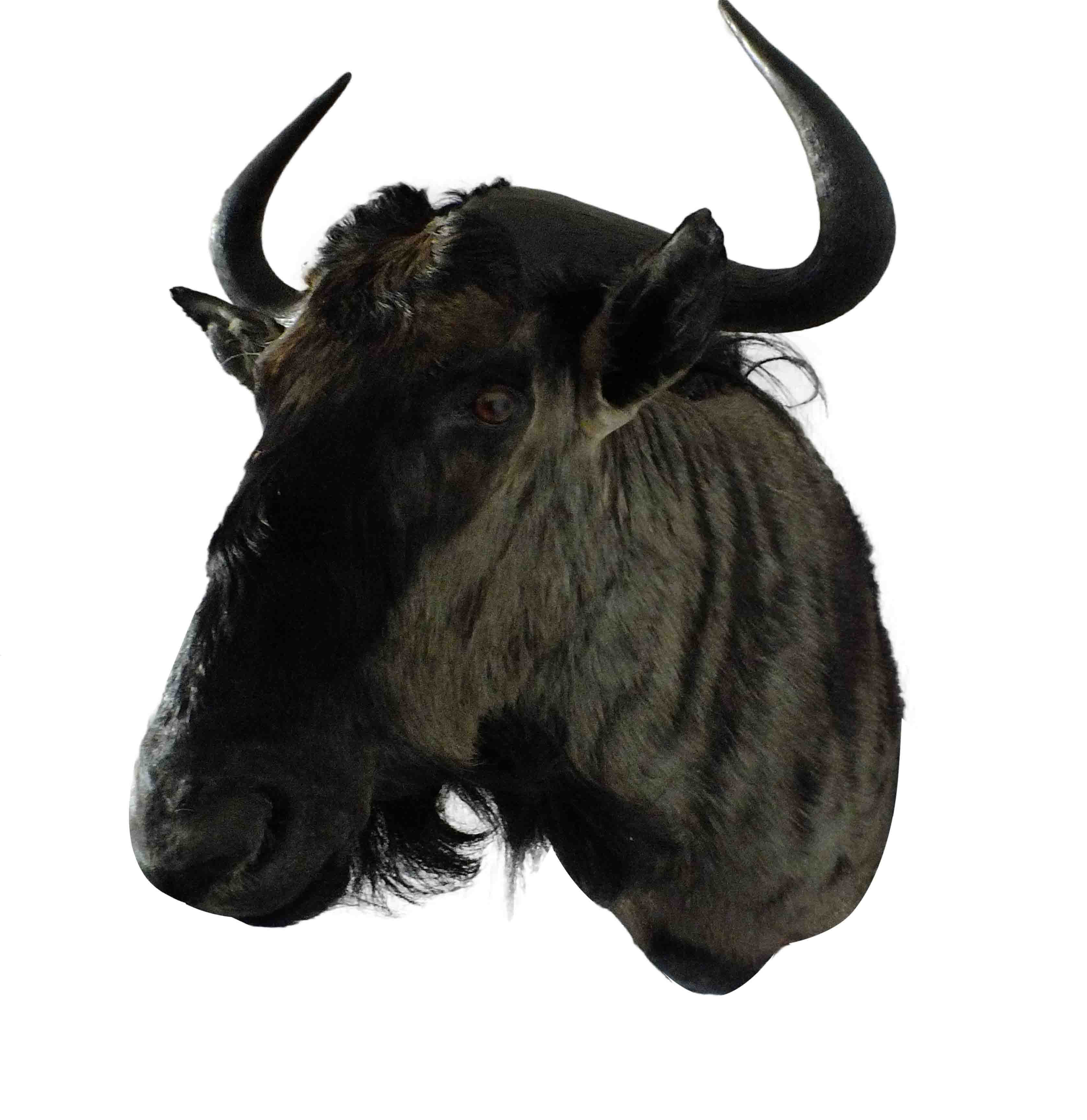 Blue Wildebeest Shoulder Mount WB01 - Image 2